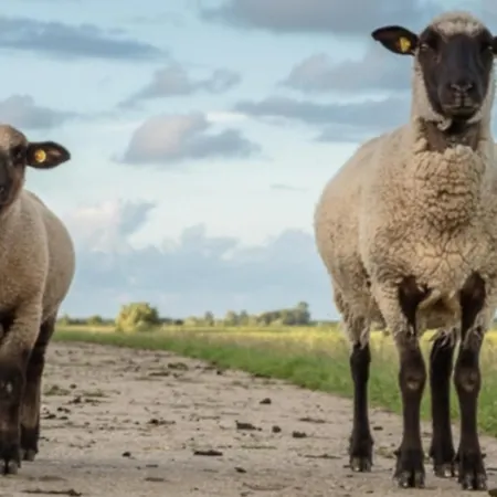 Am Alten Deich Διαμέρισμα Sande