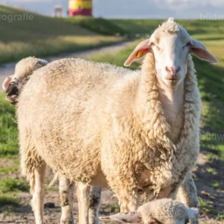 Am Alten Deich * Sande